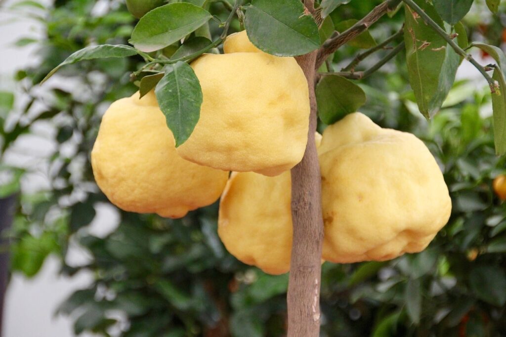 Cos'è il bonsai di limone?