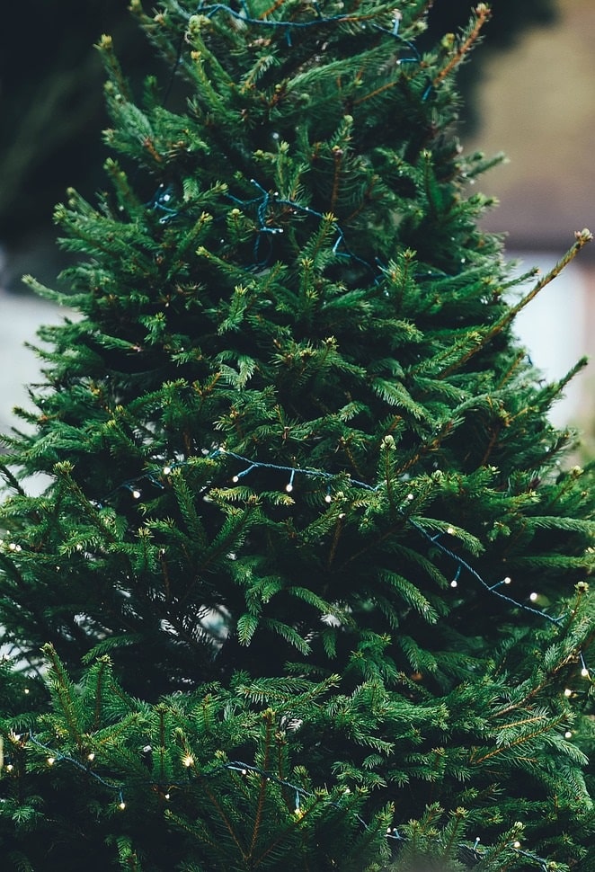 Addobbare l'albero di Natale: 10 errori comuni