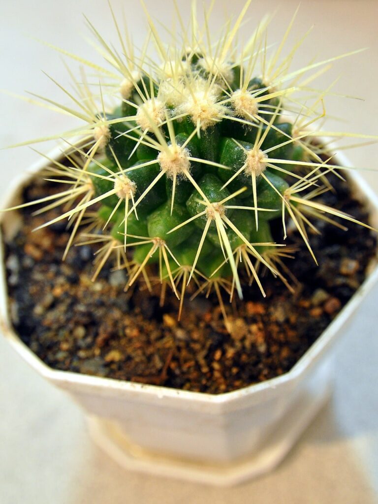Cactus Cuscino Di Suocera