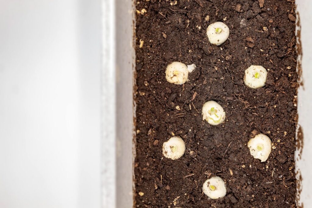 Come coltivare le cipolle in un vaso in casa