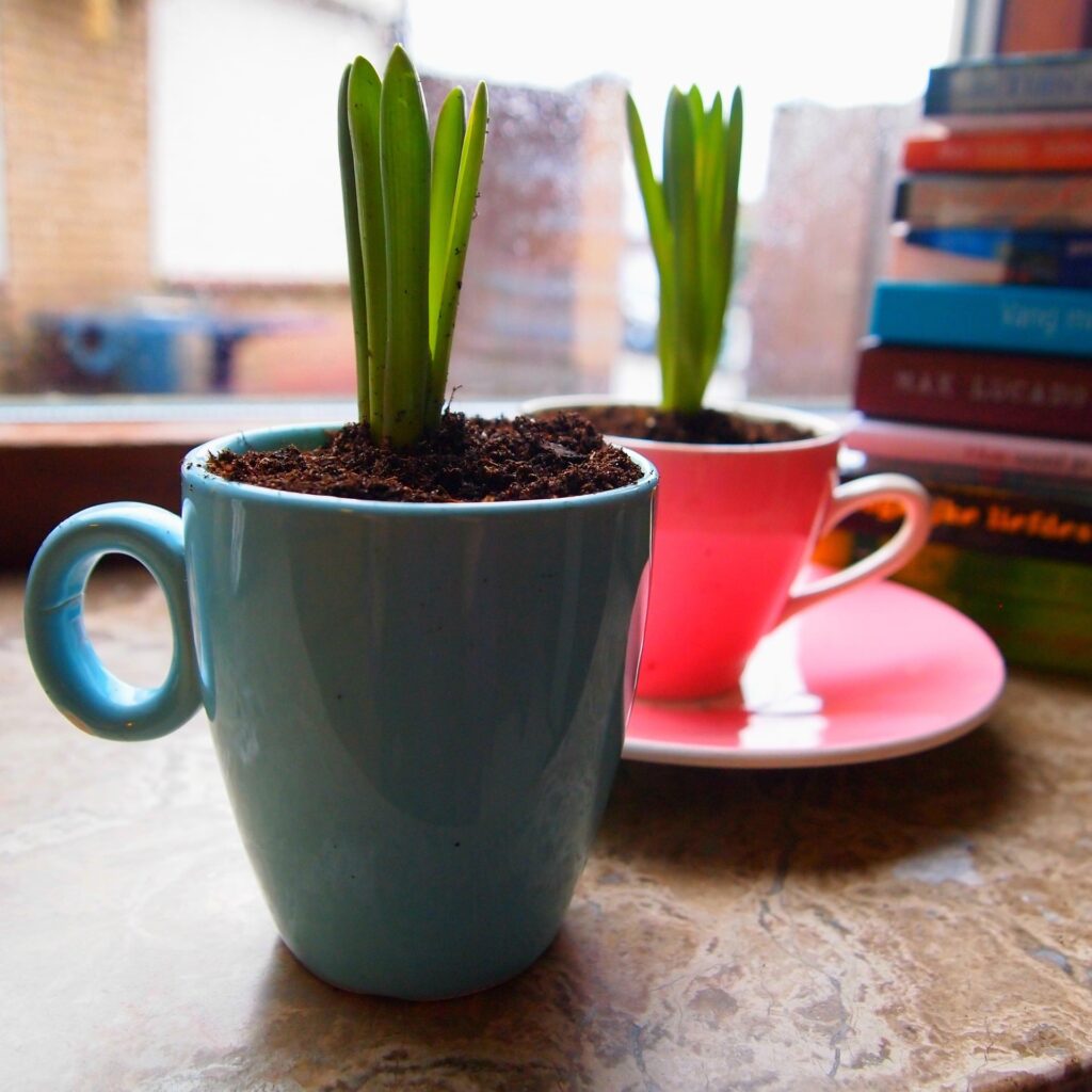 Come coltivare le piante grasse nelle tazze da tè