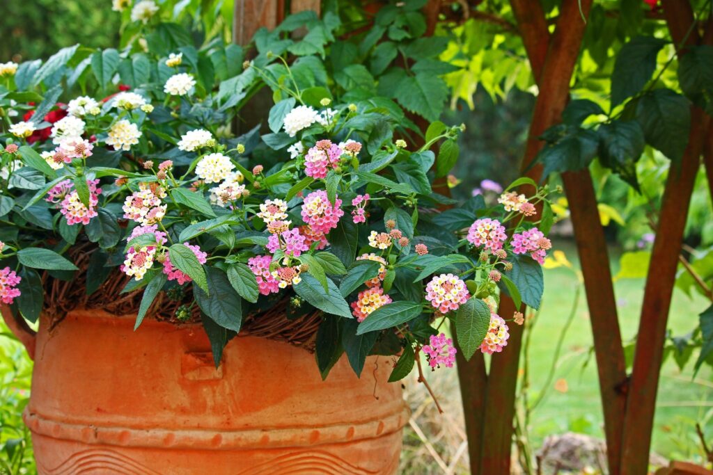 Decorare il giardino con i vasi in terracotta