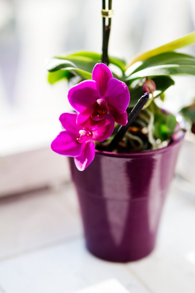 Orchidea Piante che attirano energia positiva in casa