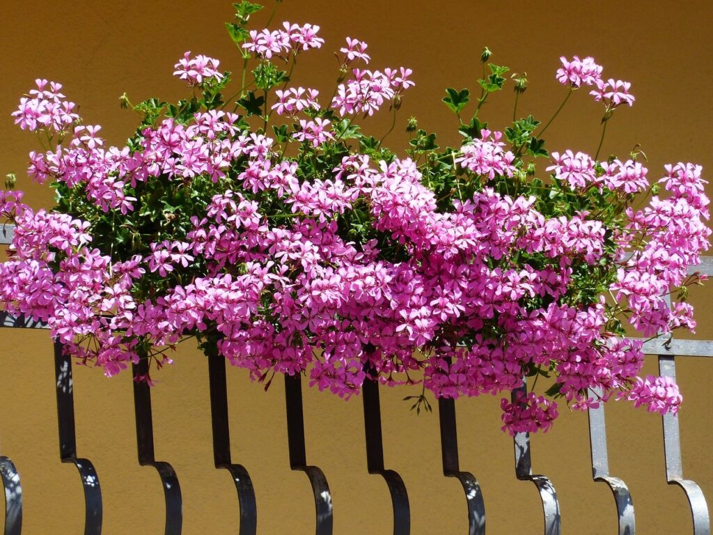Come allestire un balcone fiorito