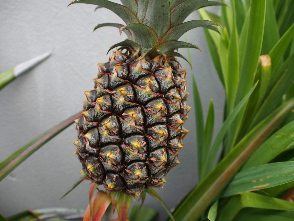 Come far crescere una pianta d'ananas a costo zero