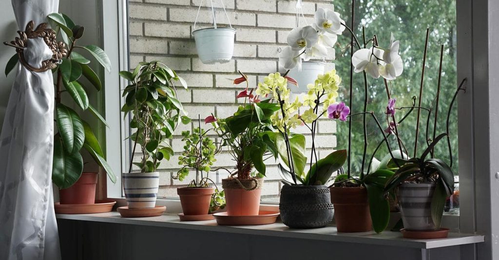 Le 100 migliori idee moderne per decorare casa con le piante da interno